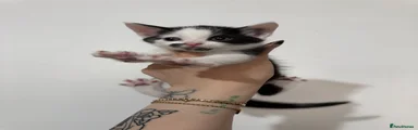 Domestic Shorthair 2