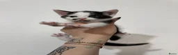 Domestic Shorthair cats for sale: Black and white domestic shorthair kittens - Advert 7