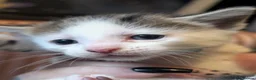 Domestic Shorthair cats for sale: Fluffy Little Mischief Makers Looking for Homes - Advert 7