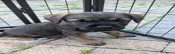 Border Terrier dogs for sale:  Two beautiful Border Terrier Pups - Advert 6