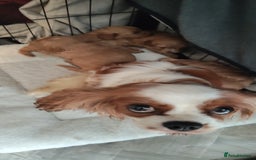 Cavapoo dogs for sale: Quality Cavapoo Puppies.  - Image 2