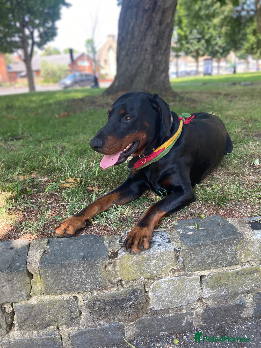 Dobermann dogs for sale: Caine - Advert 7