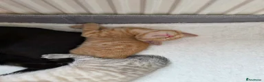 Male ginger