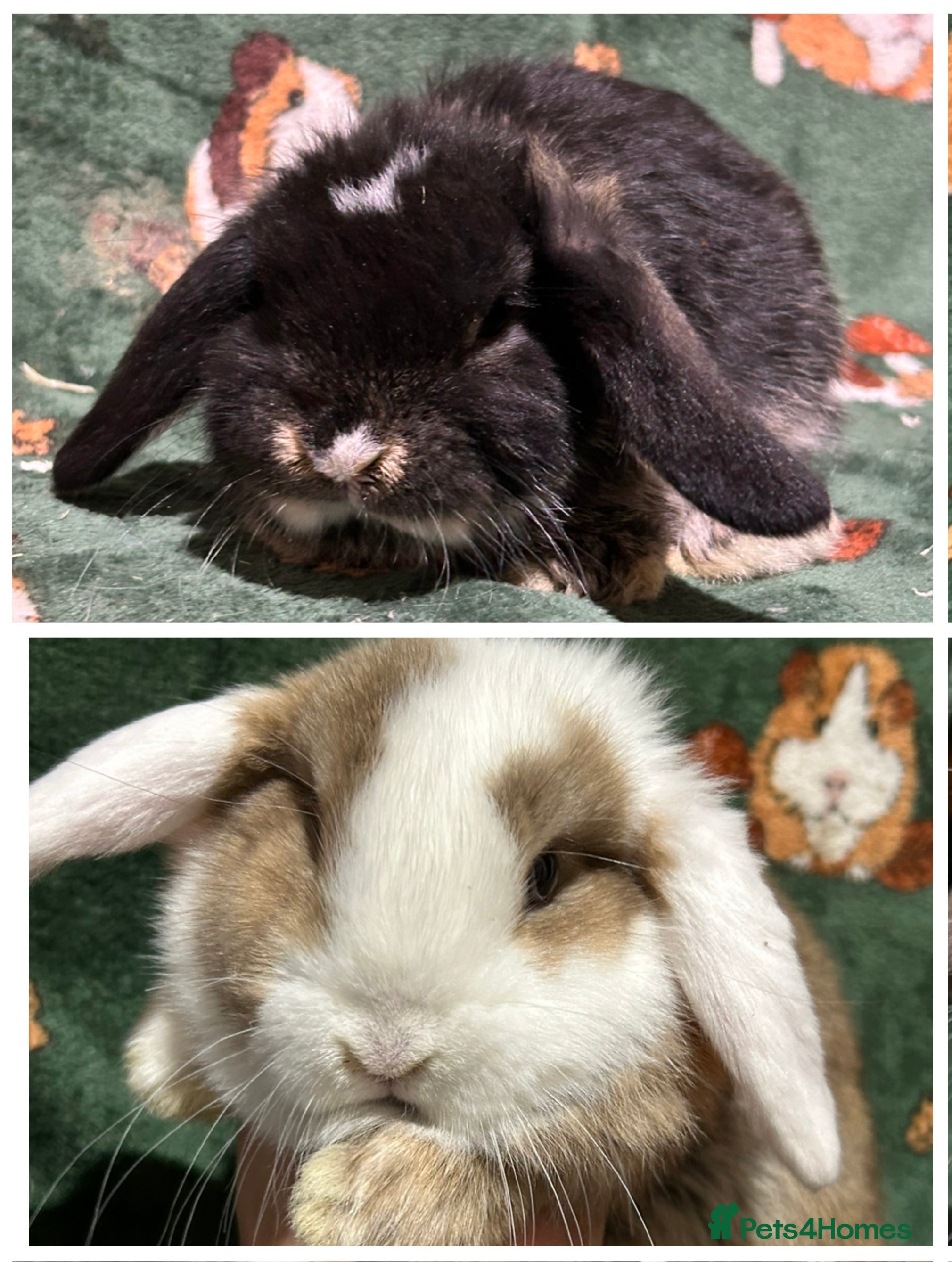 Mini Lop rabbits Beautiful Baby Mini Lops  - Advert 15