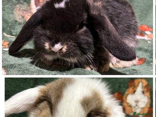 Mini Lop rabbits Beautiful Baby Mini Lops - Advert 15