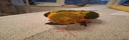 Conures birds for sale: Mango Conure - Advert 10
