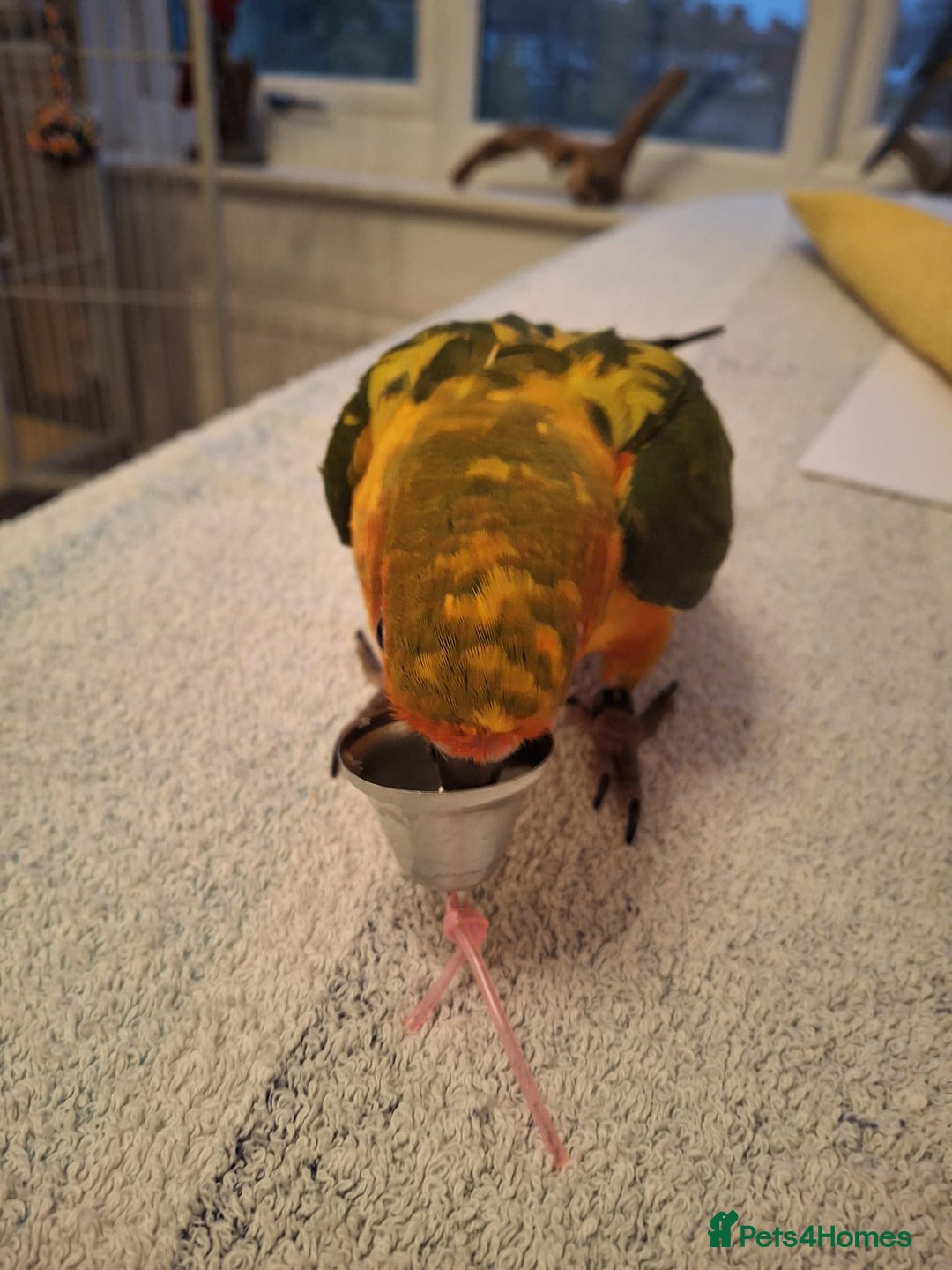 Conures birds for sale: Mango Conure - Advert 10