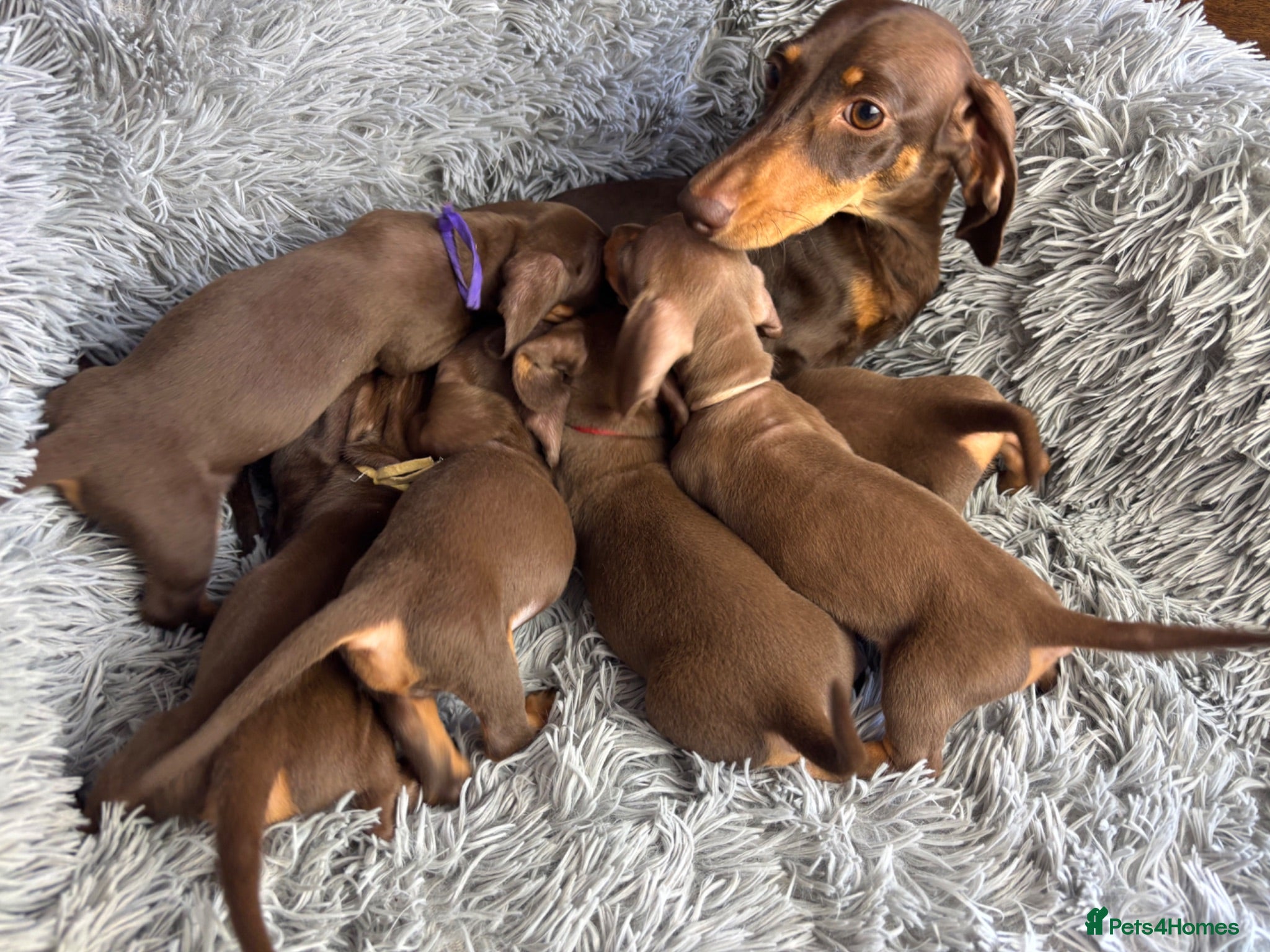 Miniature Dachshund dogs KC reg, PRA Clear Beautiful Natured Pups - Advert 1
