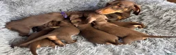 Miniature Dachshund dogs for sale: KC reg, PRA Clear Beautiful Natured Pups - Advert 1