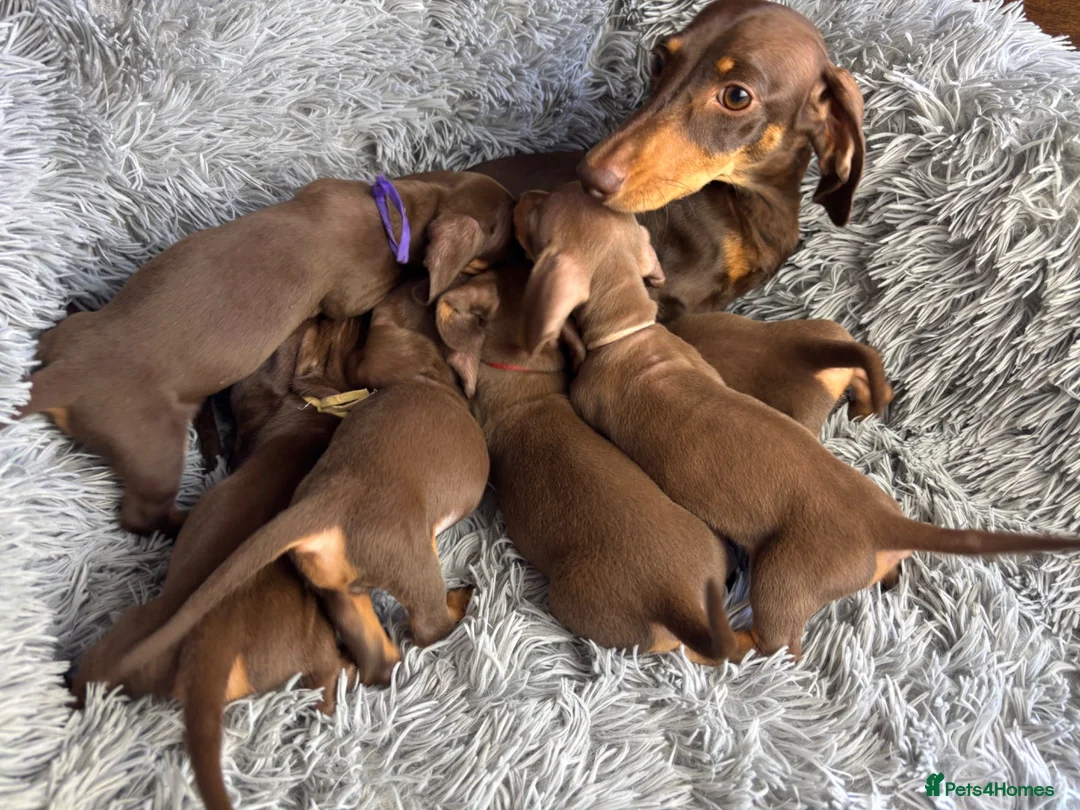 Miniature Dachshund dogs for sale: KC reg, PRA Clear Beautiful Natured Pups - Advert 1