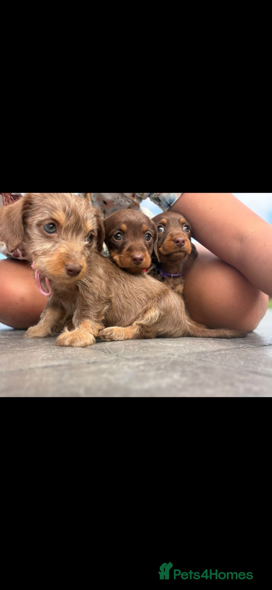 Miniature Dachshund dogs 1 boy 3 girls  - Advert 1