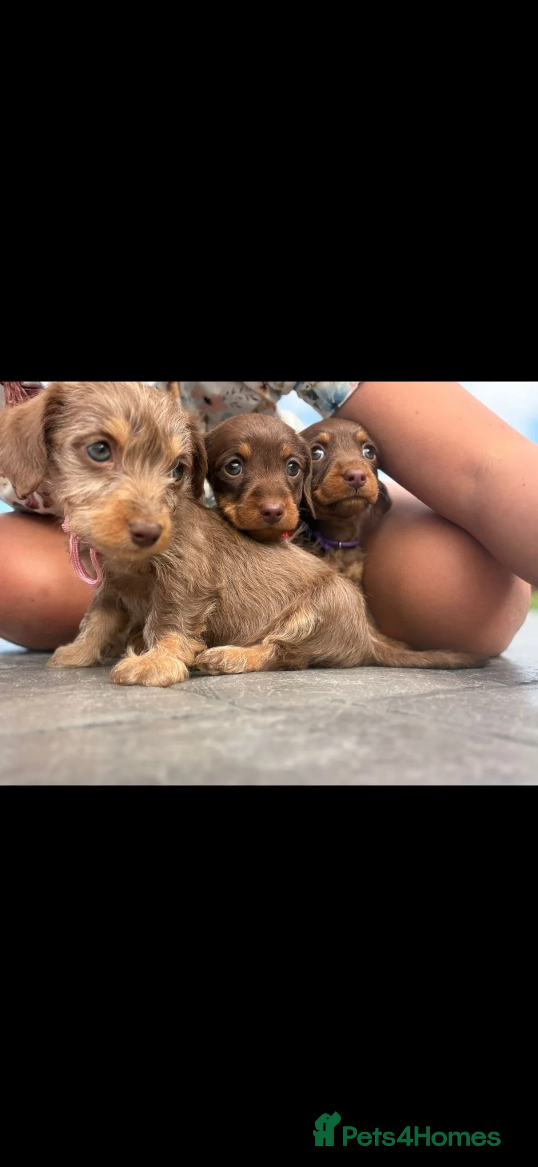 Miniature Dachshund dogs for sale: 1 boy 3 girls  - Advert 1