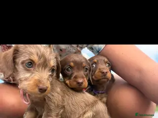 Miniature Dachshund dogs 1 boy 3 girls - Advert 18