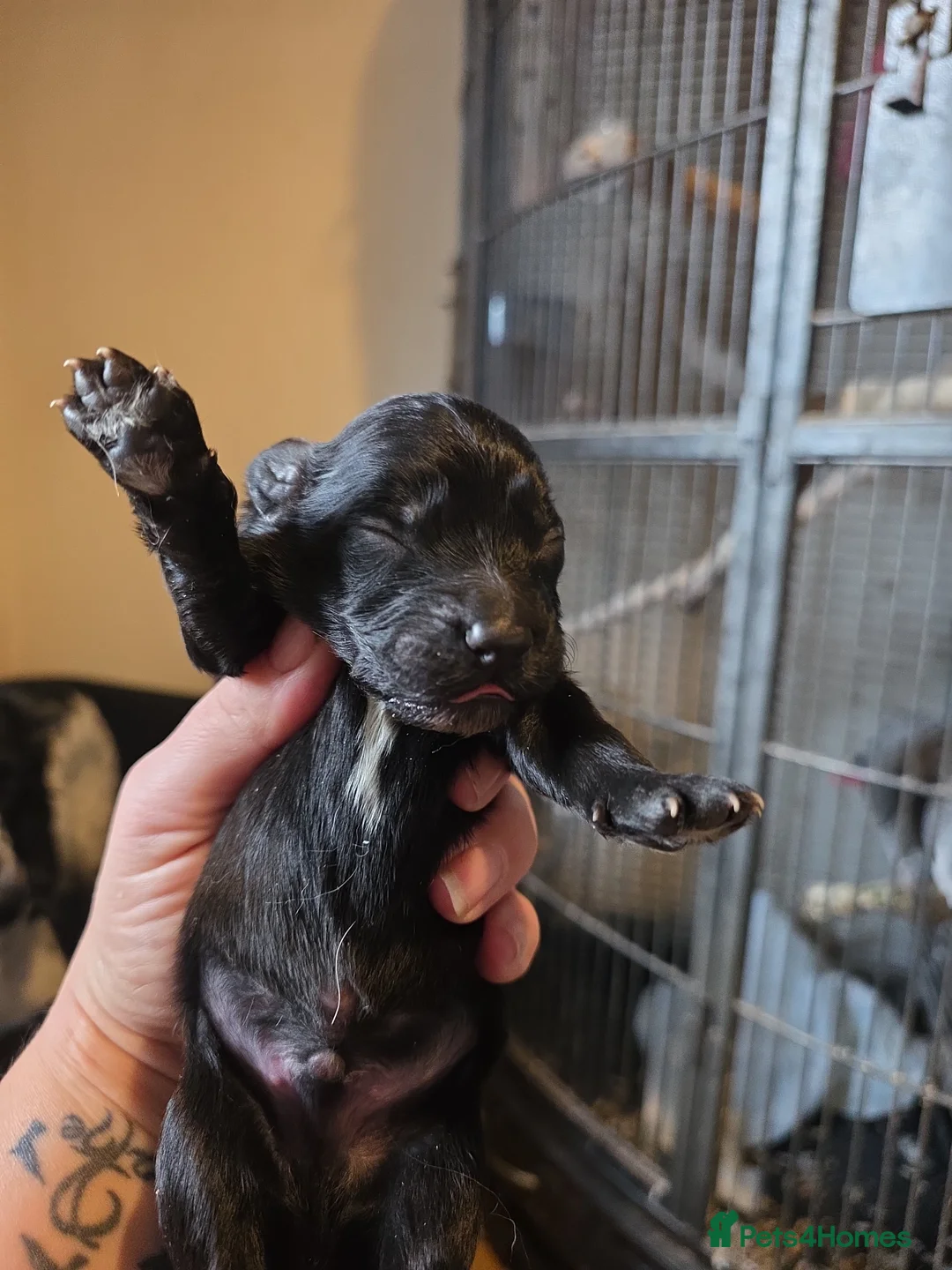 Mixed Breed dogs for sale: Spinger spaniel×german sheppard pups - Advert 3