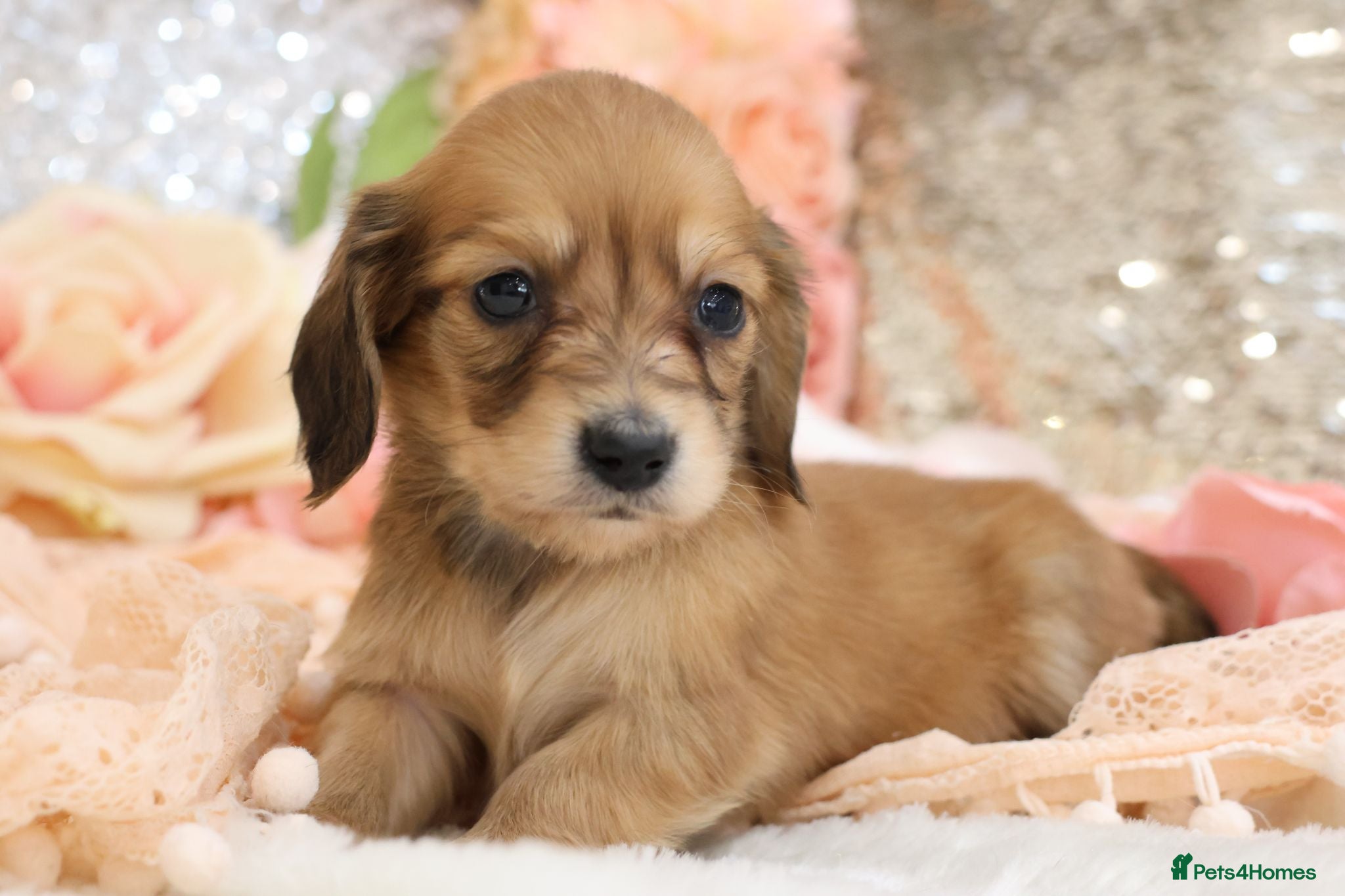 Miniature Dachshund dogs KC Longhair Miniature Dachshund Puppies - Advert 15
