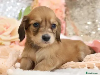 Miniature Dachshund dogs KC Longhair Miniature Dachshund Puppies - Advert 15