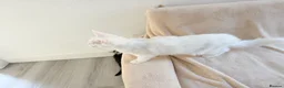Maine Coon cats for sale:     Stunning Purebred Maine Coon Kitten - Advert 31