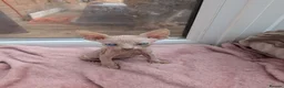 Sphynx cats for sale: 4 spynx kittens - Advert 12