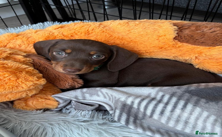 Miniature Dachshund dogs - Advert 3