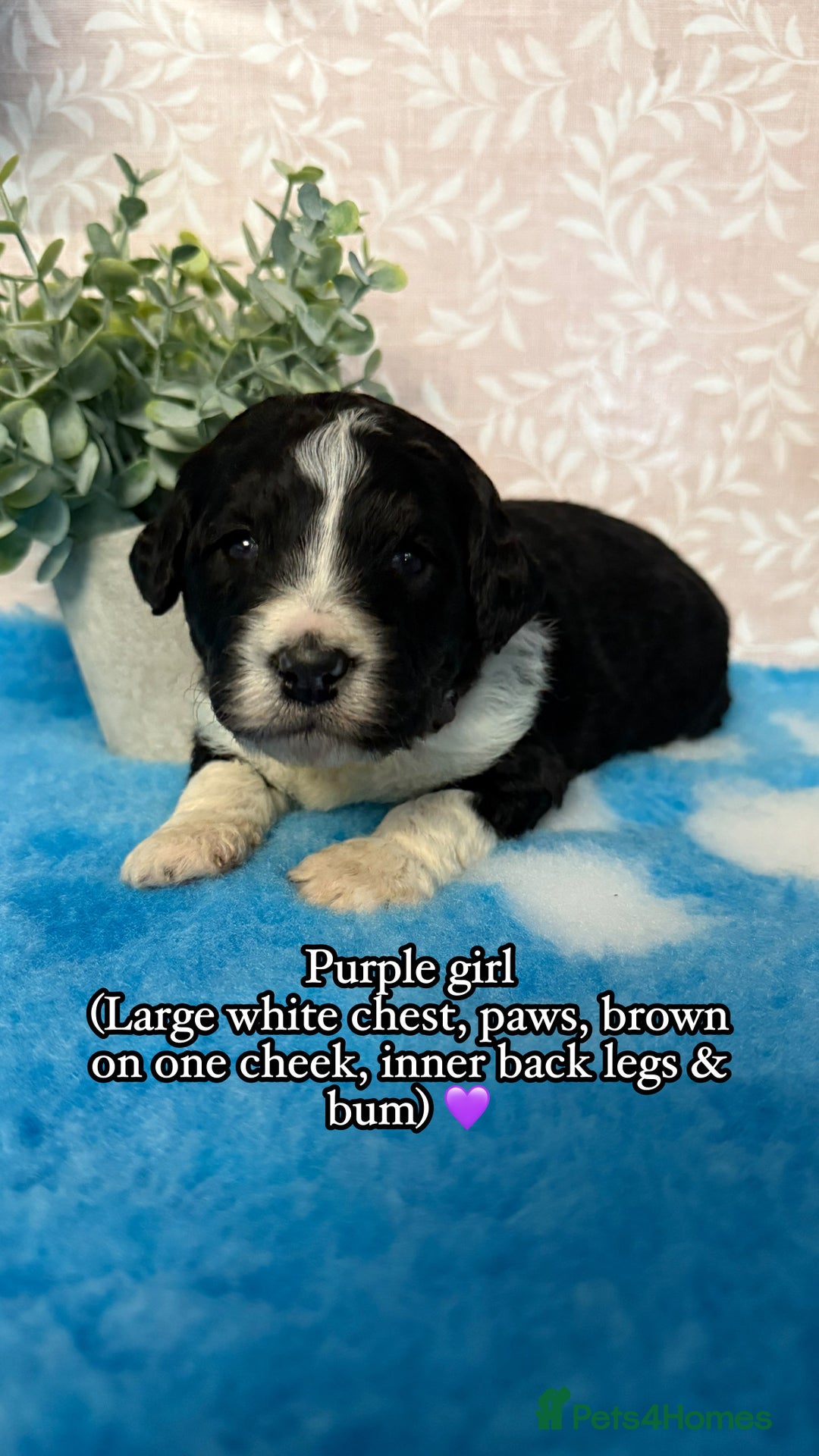 Bernedoodle dogs for sale: 💙Medium Sized Chunky Bernedoodles🩷 - Advert 2