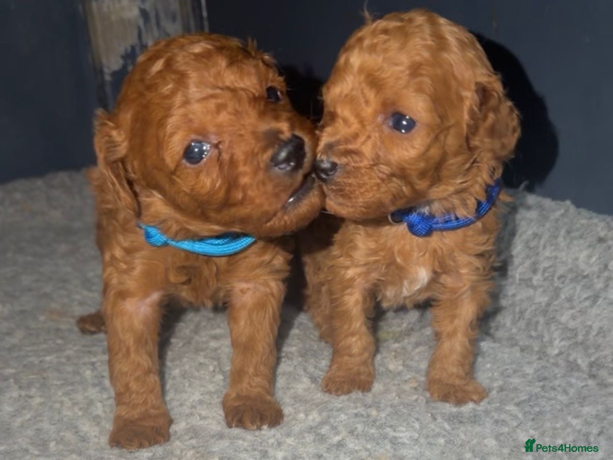 Toy Poodle dogs Tiny red toy poodles, kc dna health clear parents  - Advert 2