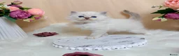 Ragdoll cats for sale: Outstanding Ragdoll Kittens✨Exceptional Quality - Advert 6