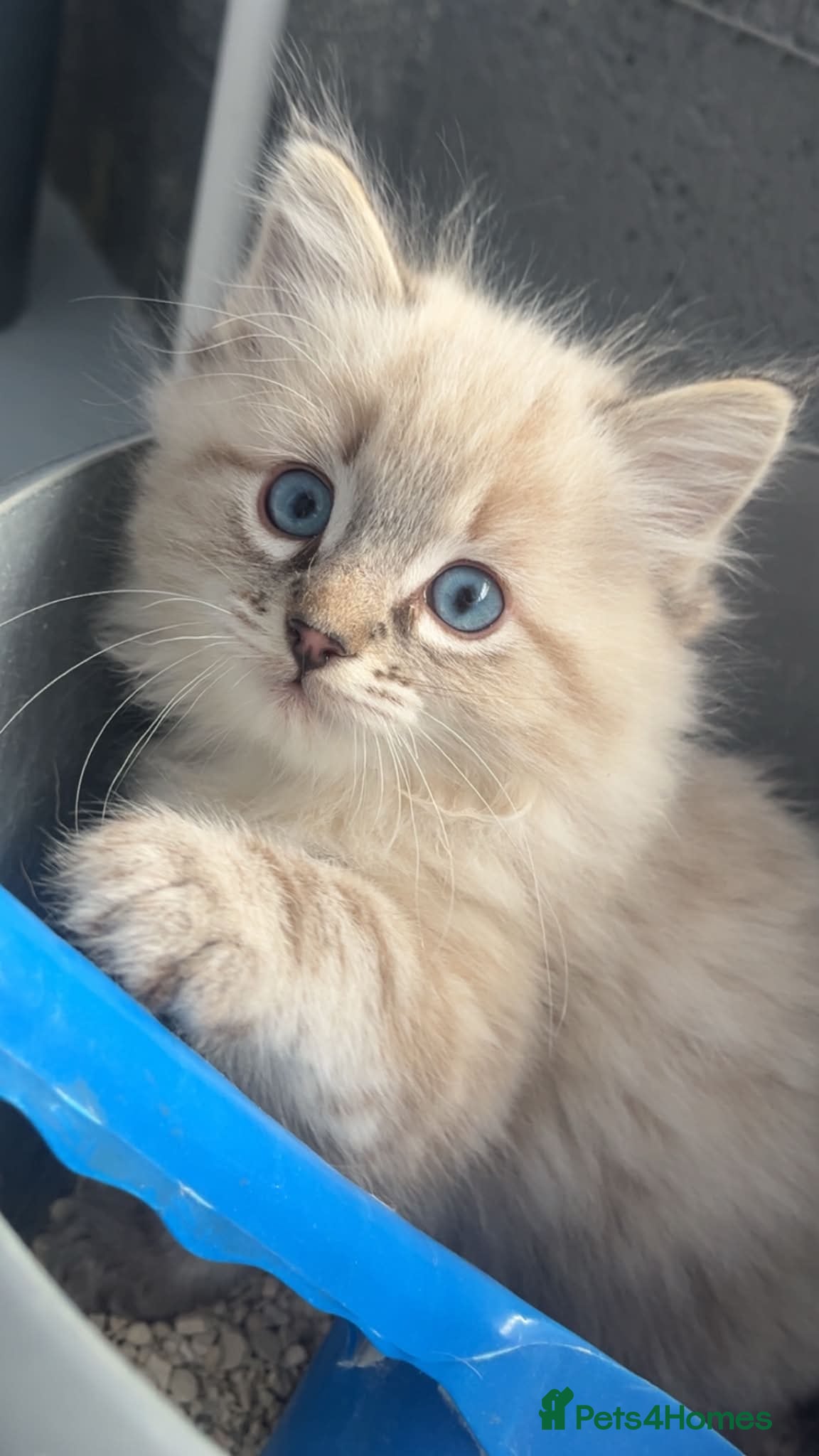 Ragdoll cats Beautiful Ragdoll Kittens - Advert 15