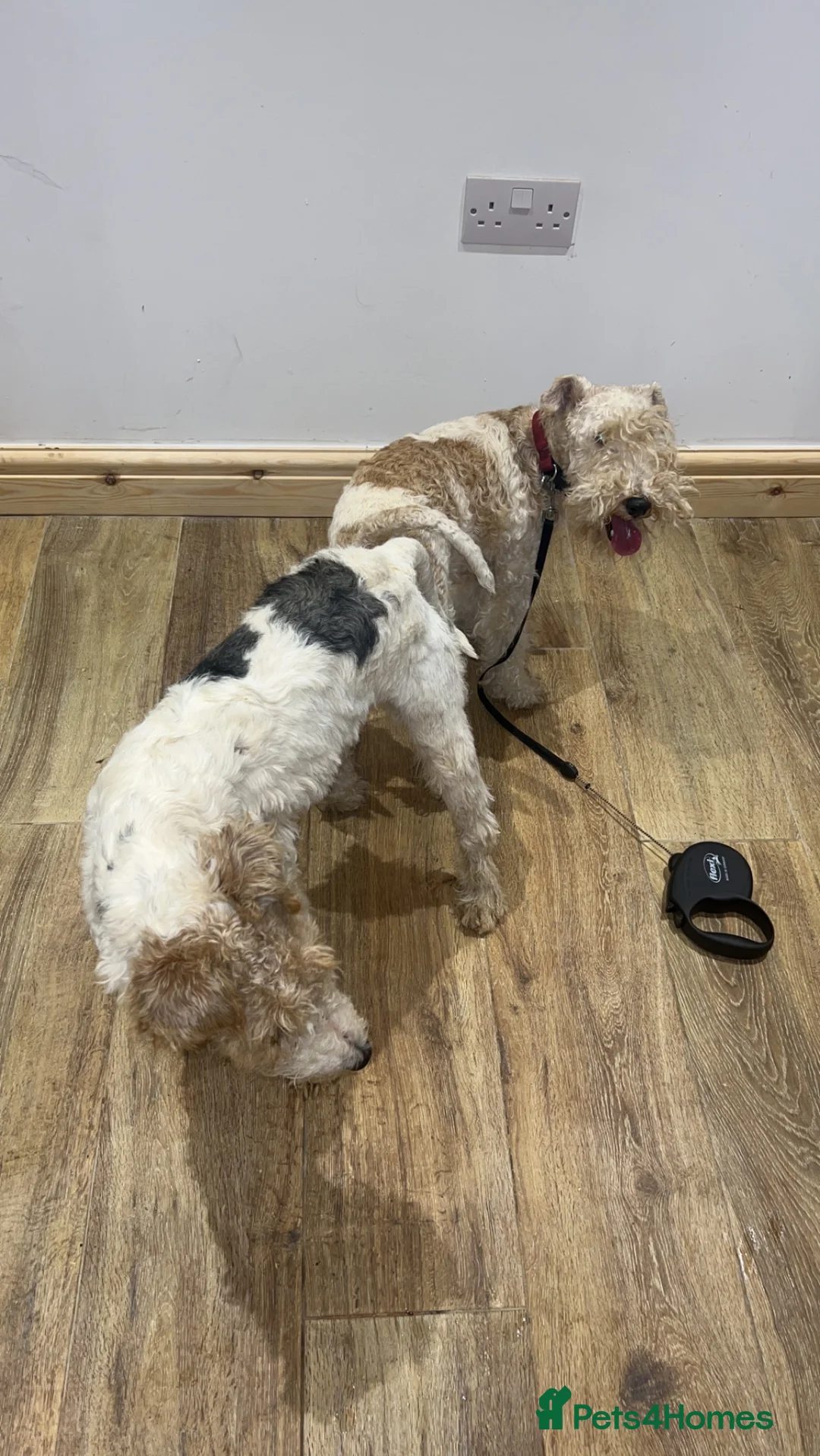 Fox Terrier dogs for stud: (TEDDY) Wire haired, fox terrier for STUD in Uttoxeter - Advert 13