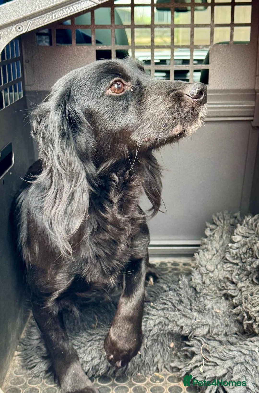 Cocker Spaniel dogs for sale: Working Cocker Bitch  in Wisbech - Advert 1