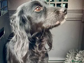 Cocker Spaniel dogs Working Cocker Bitch in Wisbech - Advert 8