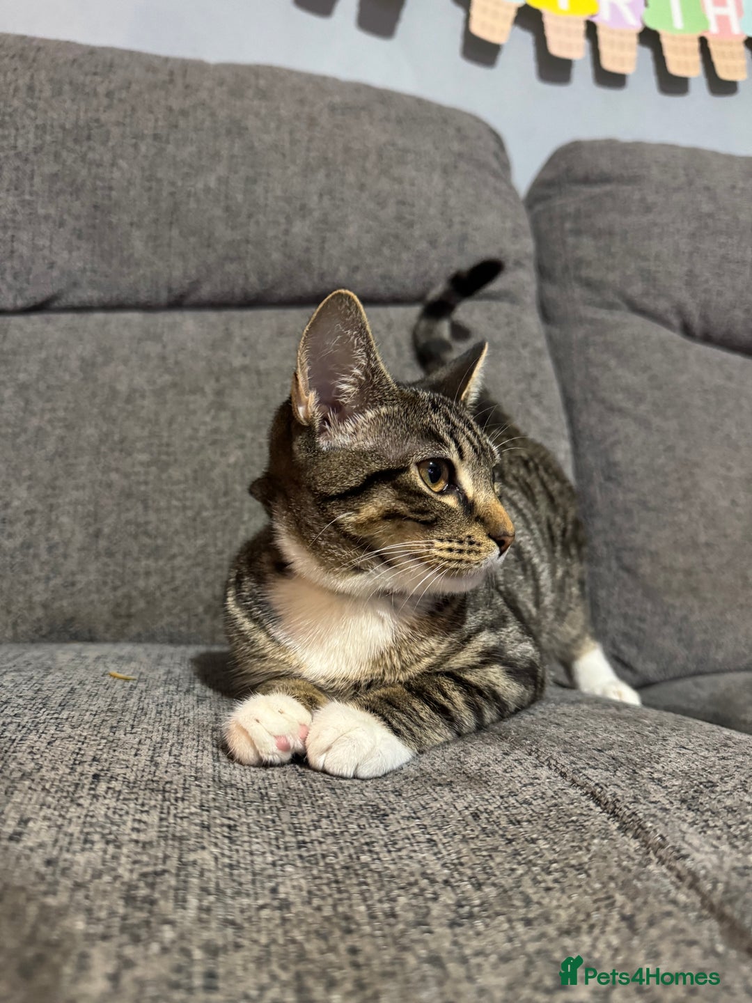 Mixed Breed cats for sale: Not £50 read description   - Image 2