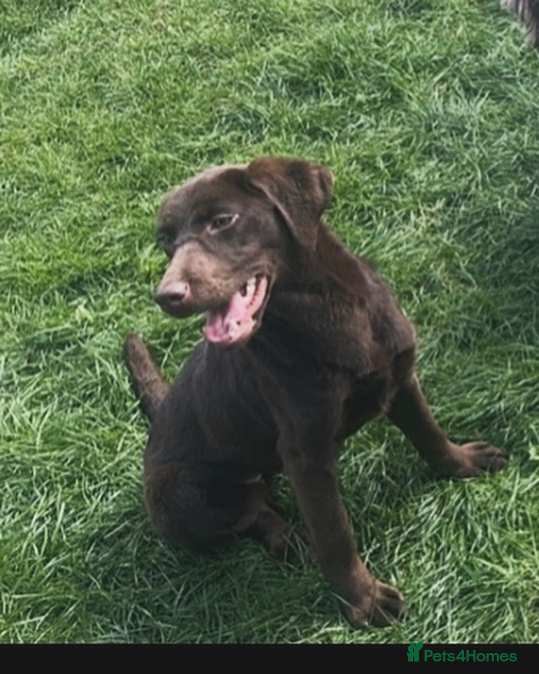 Labrador Retriever dogs for sale: Beautiful kc working type chocolate lab pups  - Image 13
