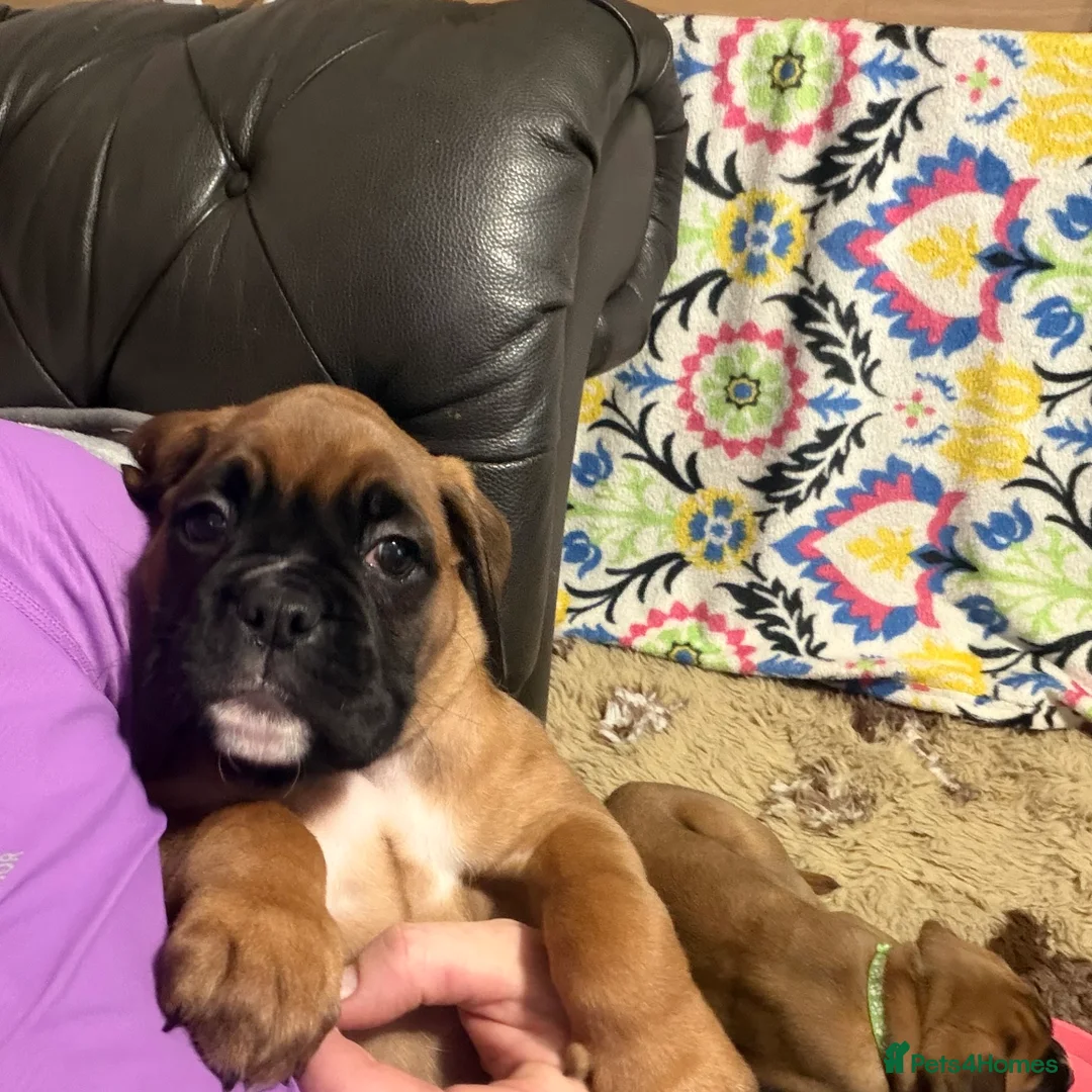 Boxer dogs for sale: Beautiful Boxer Puppies - Advert 21