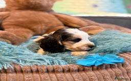 Cocker Spaniel dogs for sale: Beautiful cocker spaniels DNA clear  - Image 14