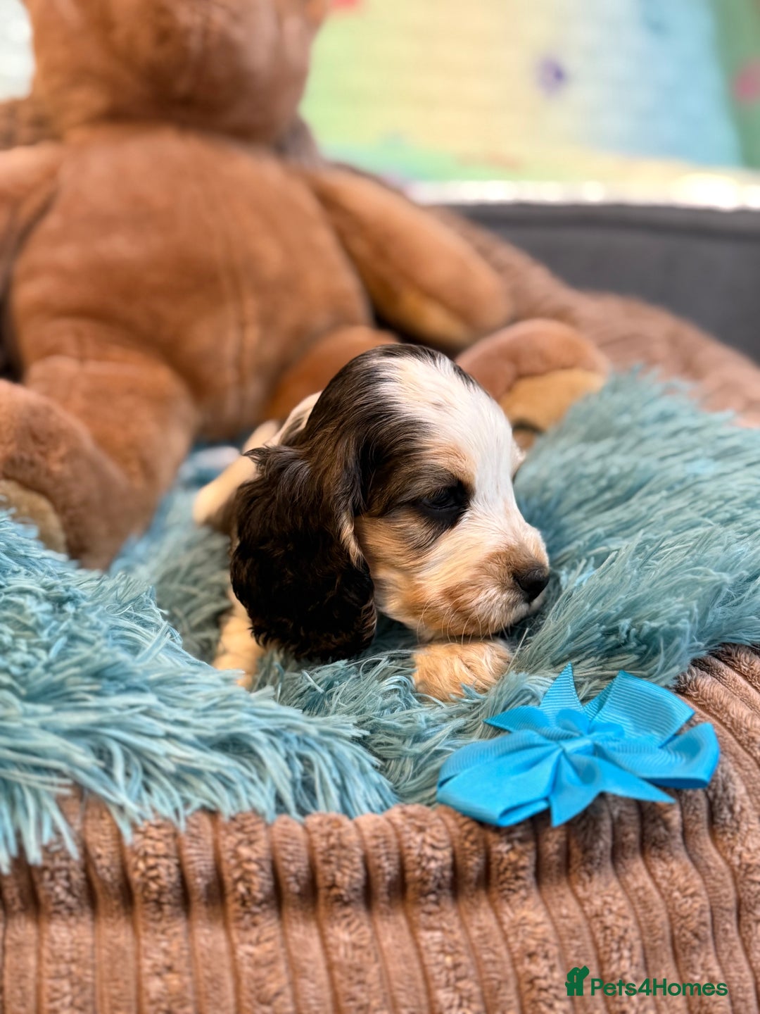 Cocker Spaniel dogs for sale: Beautiful cocker spaniels DNA clear  - Image 14