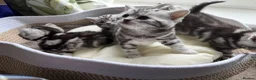 British Shorthair cats for sale: GCCF Rare Show Quality BSH Silver Tabby Kittens  - Advert 18
