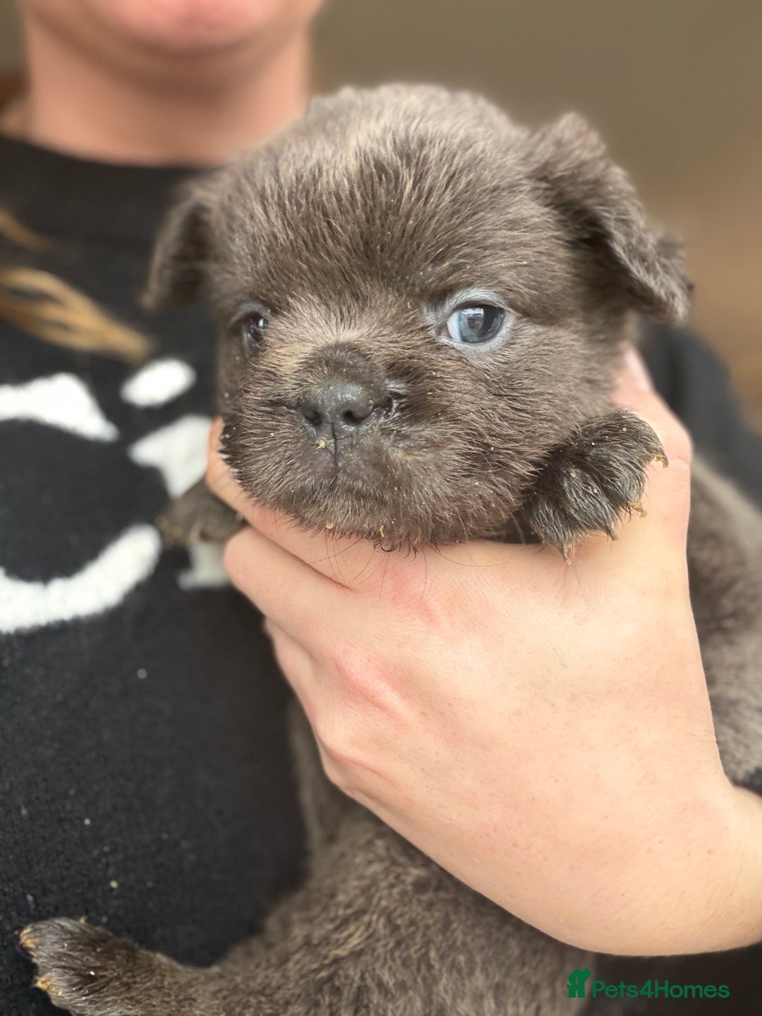 French Bulldog dogs for sale: Fluffy French bulldog puppies health clear  - Advert 3