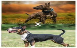English Bull Terrier dogs for sale: Working line English bull terriers  - Image 1