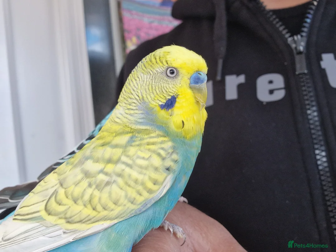 Budgerigars birds for sale: Super Silly hand tamed budgies  - Advert 2