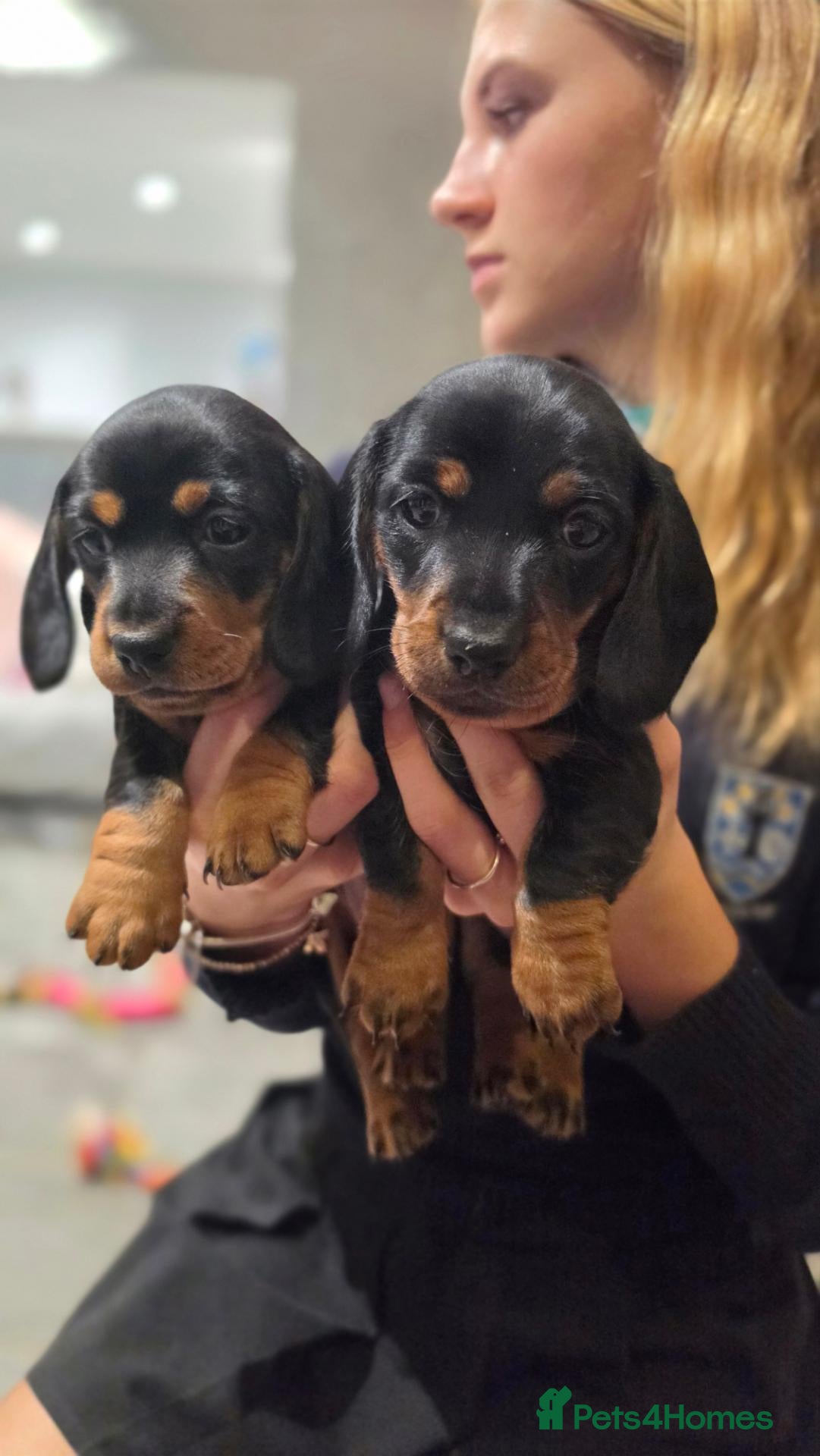 Miniature Dachshund dogs 🩷Pedigree KC Registered Miniature Dachshunds🩷 - Advert 3