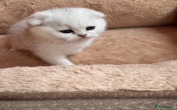 Scottish Fold cats for sale: Beautiful Silver & White Scottish Fold Kittens  - Advert 5