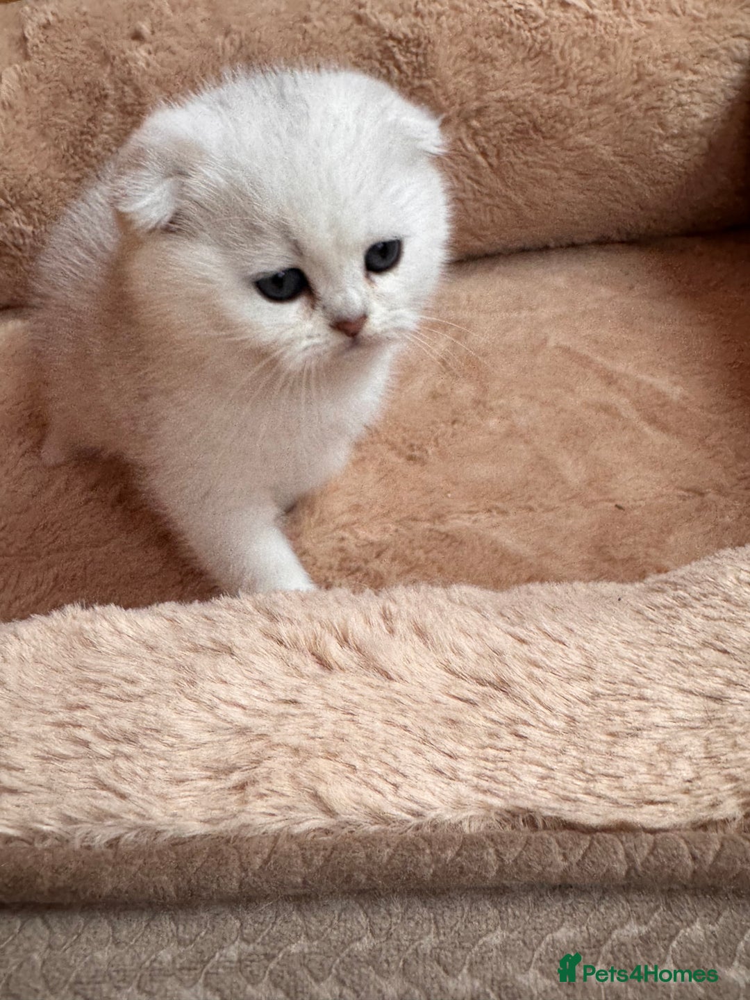 Scottish Fold cats for sale: Beautiful Silver & White Scottish Fold Kittens  - Advert 5
