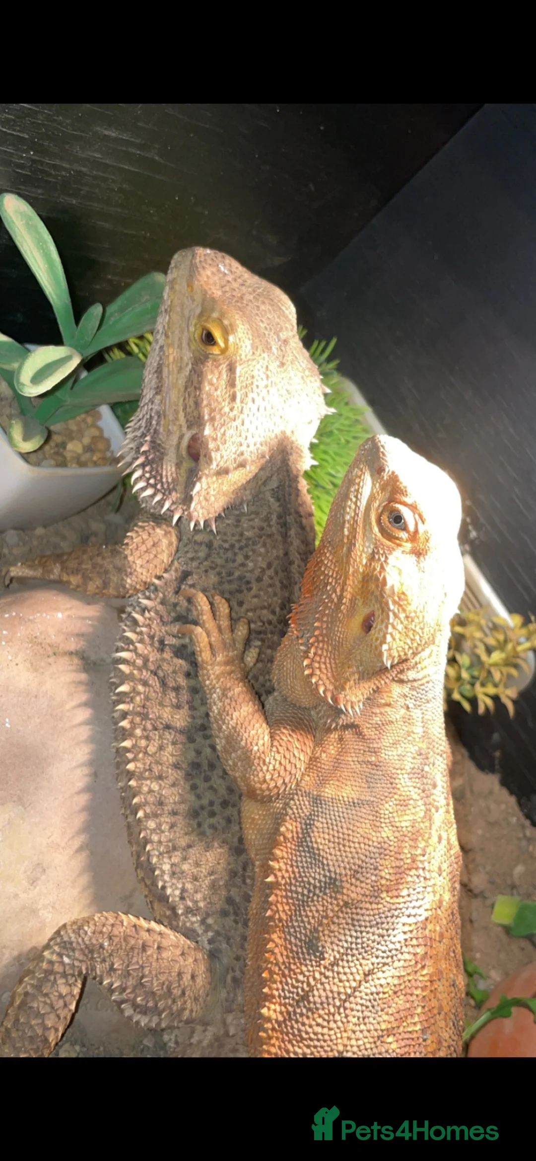 Bearded Dragon reptiles for sale: Bearded dragons male and female  in Newcastle upon Tyne - Advert 2