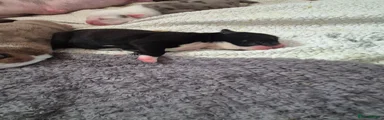 Mixed Breed Puppy 1