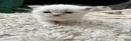 Ragdoll cats for sale: Beautiful ragdoll kittens for sale  - Advert 5