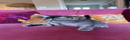 British Shorthair cats for sale: Silver Spotted British Shorthair Kittens - Advert 20
