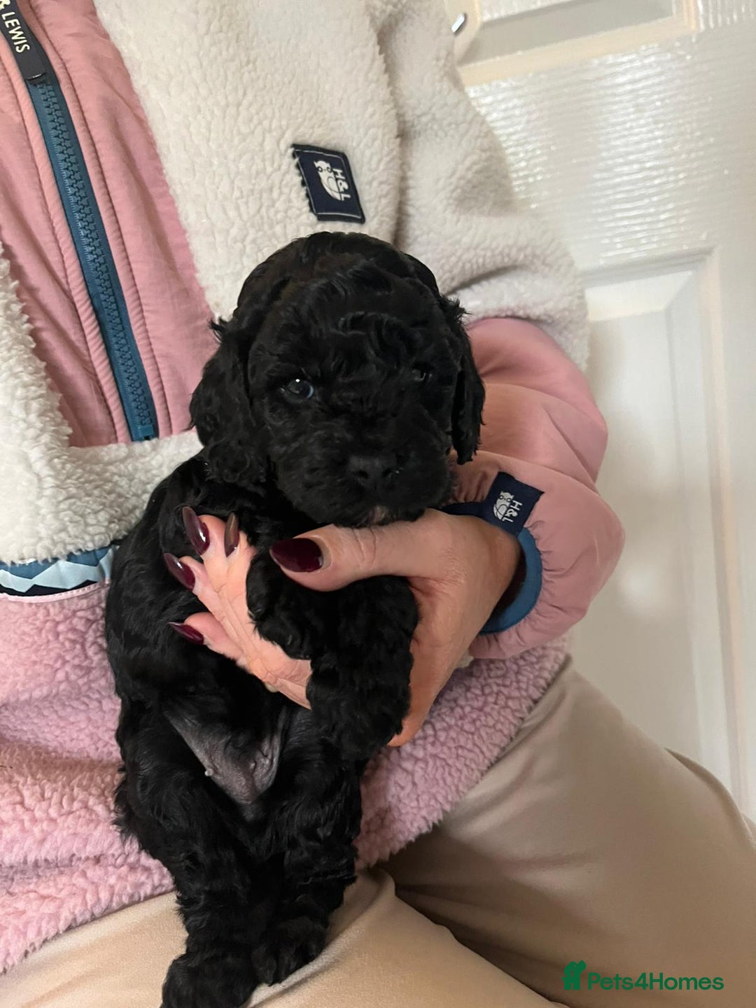 Cavapoo dogs for sale: F1b Cavapoo - Advert 5