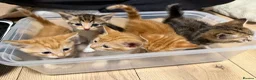Domestic Shorthair cats for sale: Domestic Shorthair Ginger Kittens  - Advert 1