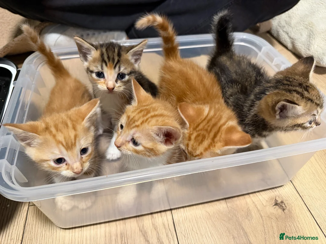 Domestic Shorthair cats for sale: Domestic Shorthair Ginger Kittens  - Advert 1