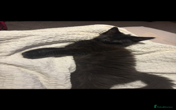 Maine Coon cats for sale: Our beautiful Enzo - Image 7